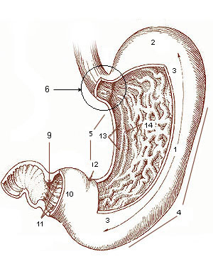 Diagram of the stomach, showing  the different regions.