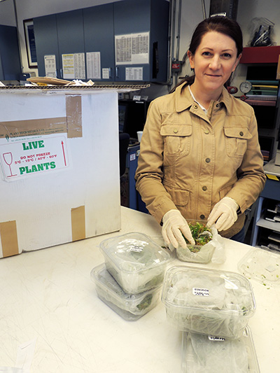 Author Angela Records inspecting a shipment of live plants at the USDA-APHIS  facilities at the Port of Los Angeles, as a guest, looking for  invasive species.