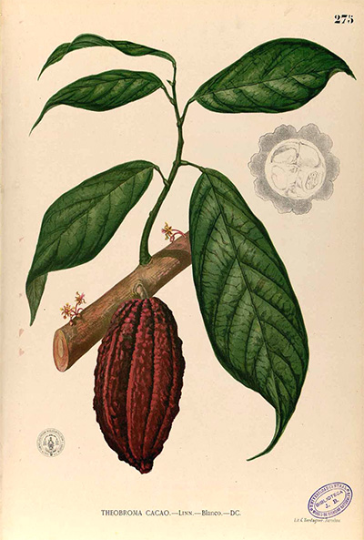 Theobroma Cacao ("food of the gods") By Francisco Manuel Blanco (O.S.A.).