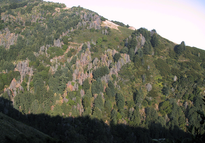 A hillside in Big Sur, California, devastated by sudden oak death.